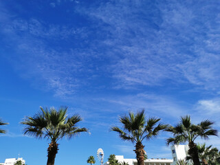 Fototapeta na wymiar Bottom view of a palm tree against a blue sky with beautiful clouds.