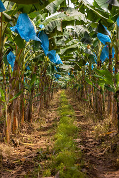 Row of banana Plants in field in Costa Rica 