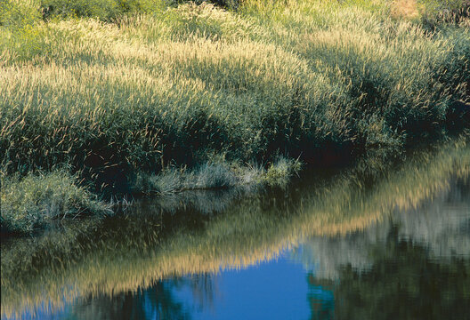 grasses and reflections in stream creek eastern Oregon