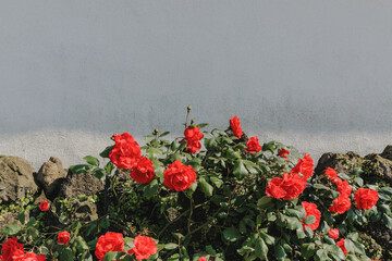 A red rose on a stone wall in the countryside.