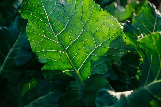 Close-up of the leaf veins of crops.