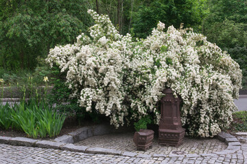 Lush flowering of an ornamental shrub of white spirea on the street in the city against the background of green trees and flower beds. Multi-flowered white brush plants richly decorate the environment