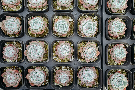 succulent plants