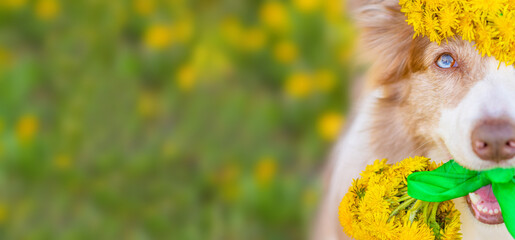 Blue-eyed red border collie dog wearing a wreath of dandelions on his head holding a bouquet of...