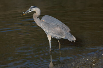 Great blue heron catching a fish, seen in the wild in North California 
