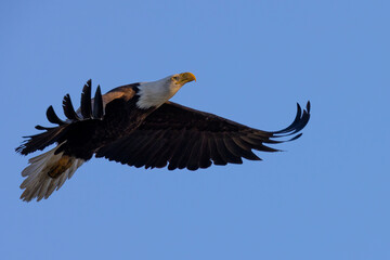 Bald eagle flying, seen in the wild in  North California