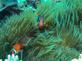 fish on coral