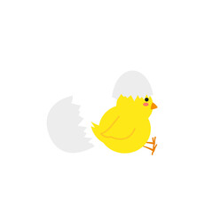 small baby bird emergence from egg, cracked shell in laying hens nest,Chicken hatching stages. Newborn little cute chick,Easter chicks concept.