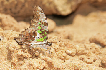 A butterfly on ground in nature