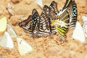 A butterfly on ground in nature