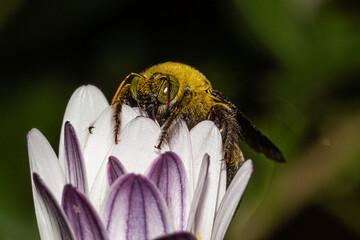 abeille