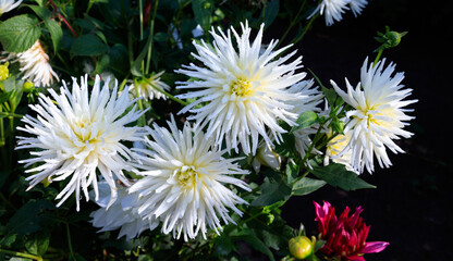 White and very spiky dahlias of the 'Playa Blanca' variety (the dwarf semi-cactus dahlia) in the garden © prambuwesas
