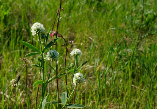 White flowers of mountain clover (Trifolium montanum) in the meadow, close-up, copy space for text