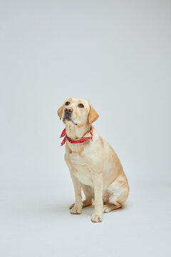 Labrador dog studio portrait