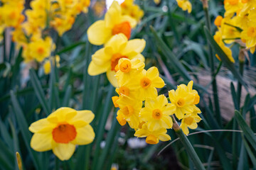 Obraz premium 黄色のスイセン（水仙）の花