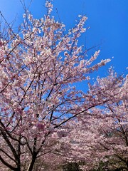 桜
