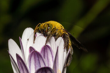 abeille