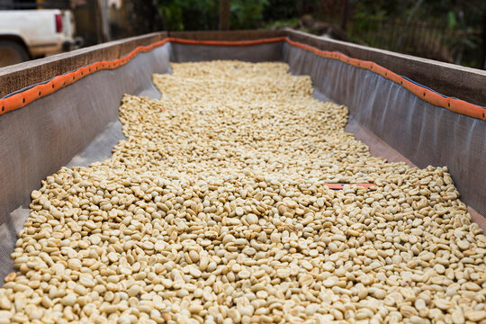 Coffee beans drying on raised bed 