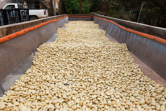 closeup of green coffee beans drying on raised beds