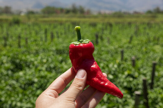left hand holding a freshly harvested red chili  pepper