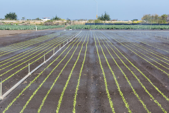 Dramatic image of rows of small artichoke plants in a field on the California coast of Monterey,, with sprinkler system watering the fields.