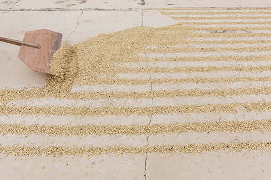 Coffee beans drying in the sun in horizontal lines