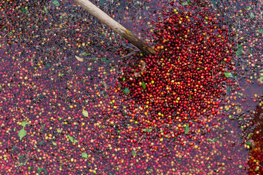 red coffee beans inside a pond with water 