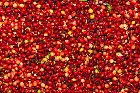 closeup to the textures of red and yellow coffee beans