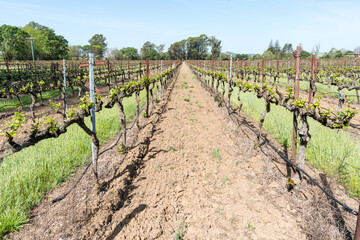 Fototapeta na wymiar Dramatic image of a grape vineyard in Sonoma, California with rows of flowering grape plants on a farm.