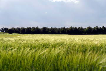 Green agricultural field with tall grass in farm
