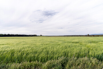 Scenic grassy field under cloudy sky in countryside
