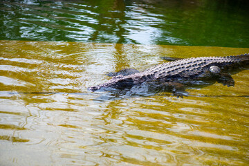 huge crocodiles swim in the pond at the zoo
