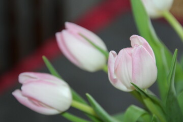 pink tulips on a green background
