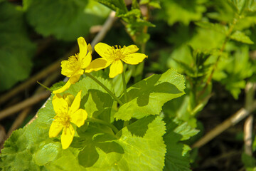 Fototapeta na wymiar 湿原の黄色い花　エゾノリュウキンカ 