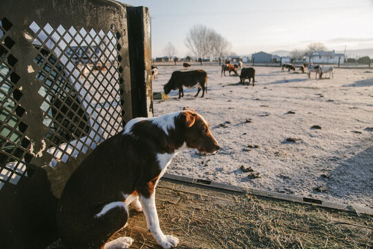 cattle dog sits in pickup watching caws