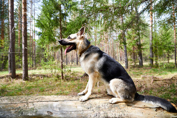 Atypical white Dog German Shepherd in a forest in a summer, spring or autumn day. Albino with white and black fur