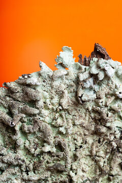 Seafoam Green Lichen Against Vibrant Orange Background