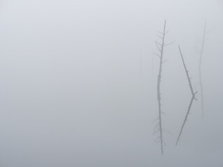 霧の湖の湖面に立つ枯れた樹木（横）