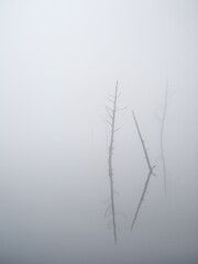 霧の湖の湖面に立つ枯れた樹木（縦）