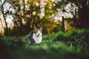 Cat relaxing in the garden