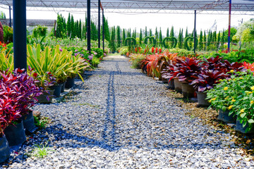 A nursery for saplings and colorful flowers in the backyard.