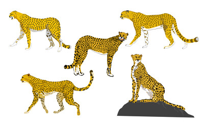  vector image of  five cheetahs (Acinonyx jubatus)  © batjaket