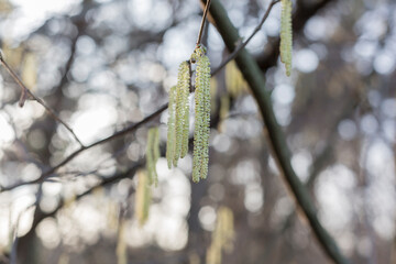 Catkins On A Tree