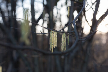Catkins On A Tree