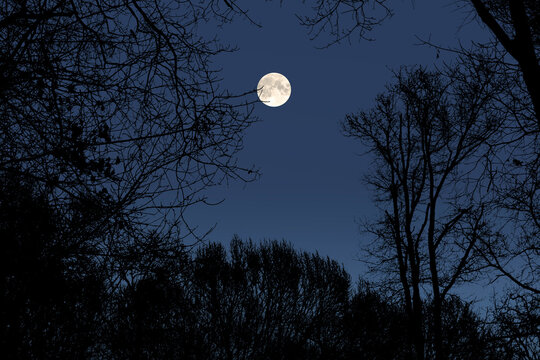 Full moon through the trees.