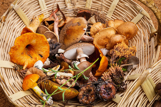 basket full of mushrooms of different species 