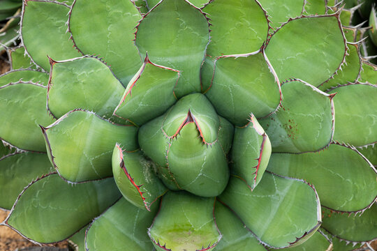 top view photo of a geometric agave