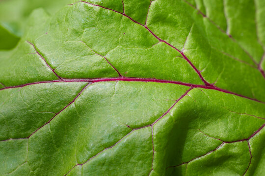 Fototapeta Closeup  to a beet leaf 