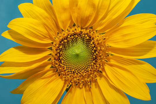 Closeup of a sunflower center