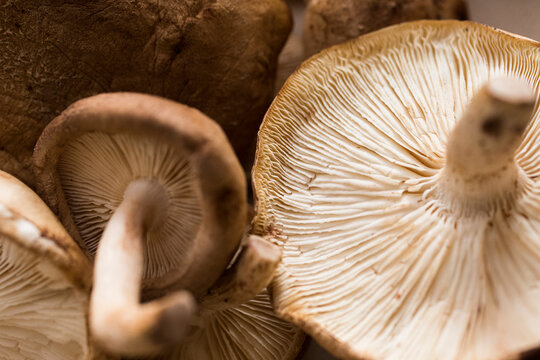 Texture of shitake mushrooms